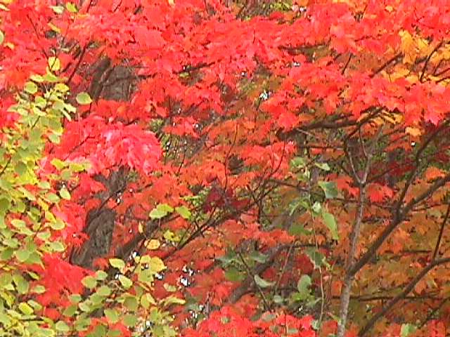 More Fall hues